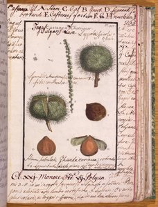 来自Dizionario di Botanica的115 Chestnut女士（纸和笔和纸上的纸） 作者 意大利学校