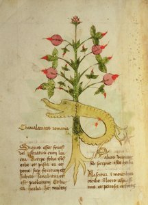 Ms 1591 Fol.6v Herba Chavalaritas Romana，约 15 世纪末（牛皮纸） 作者 意大利学校