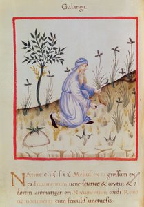 Ms 3054 f.22 收获高良姜，来自“Tacuinum Sanitatis”（牛皮纸） 作者 意大利学校
