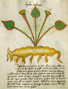 MS 320 Fol.29v草Nastrusio 1000，从“Herbarius其制备药物的方法一起“由Orgione Rizzardo 作者 意大利学校