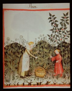 新的2644 f.32r聚会DUT Tacuinum健康食品 作者 意大利学校