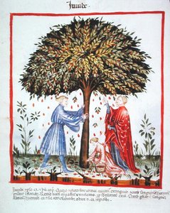 Nova 2644 fol.15v 聚集红枣，来自Tacuinum Sanitatis Codex Vindobonensis（牛皮纸）。 作者 意大利学校