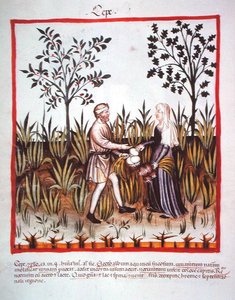 Nova 2644 fol.25v 收获洋葱，来自Tacuinum Sanitatis Codex Vindobonensis（牛皮纸）。 作者 意大利学校