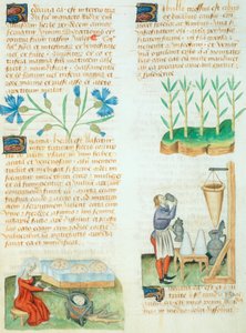 Dioscorides Pedanius 所著《Tractatus de Herbis》中的页面 作者 意大利学校