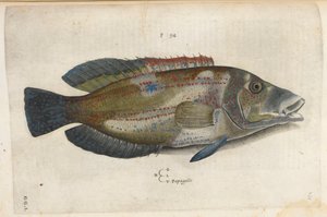 Papagallo (Nematistius pectorialis)，插图选自 Ippolito Salviani 的《Aquatilium Animalium Historiæ liber primus》。 作者 意大利学校
