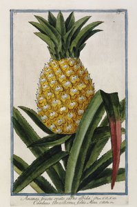 菠萝，1772-1784年 作者 意大利学校