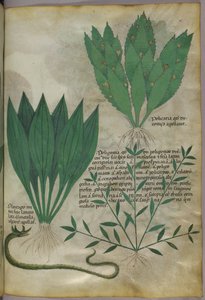 叶片宽大的植物。一条蛇，约 1440 年（牛皮纸上的墨水和色彩） 作者 意大利学校