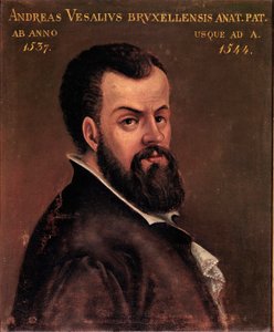 安德烈·维萨利 (Andreas Vesalius) (1514-1564) 的肖像，意大利学派的查理五世匿名绘画的解剖学家和医生。 16世纪帕多瓦大学 作者 意大利学校