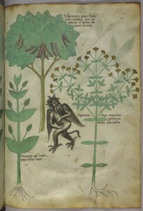 斯隆 4016 f.103 植物与恶魔的微型画：据说能驱除恶魔的草药 Ypericon，出自《草药》，约 1440 年（牛皮纸上的墨水和彩色）。 作者 意大利学校