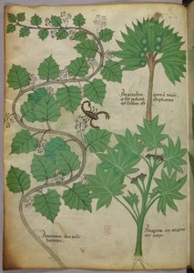 Sloane 4016 f.3v 植物插图，c.1440（牛皮纸） 作者 意大利学校