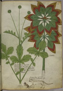 斯隆 4016 f.40 植物，选自 "草本"，约 1440 年（牛皮纸上的墨水和色彩） 作者 意大利学校
