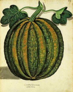 壁画由Ulisse Aldrovandi（1522-1605）板块发表于Piante Fiori Frutti（手工彩色雕刻）。 作者 意大利学校