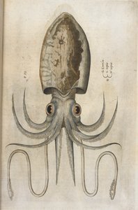 乌贼，插图选自 Ippolito Salviani 的《Aquatilium Animalium Historiæ liber primus》。 作者 意大利学校