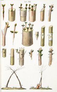 各种嫁接果树的例子，Plate XIV，来自LAtotrophy或种植DeFiori by Antonio Piccioli，pub.1834 作者 意大利学校