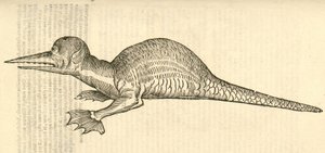 Draco marinus monophthalmos bipes的例证从Aldrovandis历史的怪物，1642年 作者 意大利学校