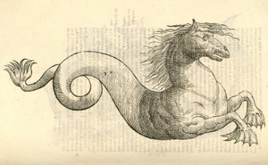 Equus marinus monstrosus的例证从Aldrovandis历史的怪物，1642年 作者 意大利学校