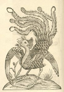 Gllus Indicus auritus tridactylus的例证从Aldrovandis历史的怪物，1642年 作者 意大利学校
