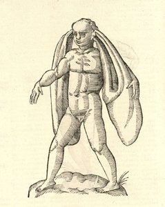 Adom Fanesius auritus的例证从Aldrovandis历史的怪物，1642年 作者 意大利学校