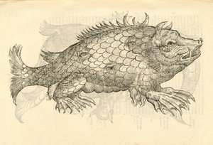 Monsterosus Sur marinus的插图来自Aldrovandis的怪物历史，1642年 作者 意大利学校