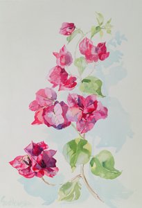 No.2九重葛红（wc） 作者 伊莎贝拉·戈德卢斯卡·德·阿兰达