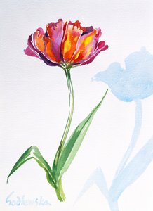 郁金香，1998年（纸上wc）（另见124446和124448） 作者 伊莎贝拉·戈德卢斯卡·德·阿兰达
