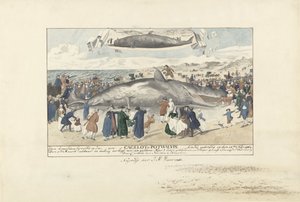 1764 年在埃格蒙德安泽附近搁浅的抹香鲸
1764 年 2 月 15 日，一头卡格罗特鲸（Cagelot）或抹香鲸在 Egmond aan Zee 以北被活活搁浅。(物品上的标题） 作者 科内利斯·范·诺德