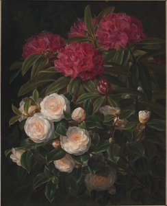 山茶花和杜鹃花