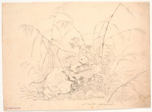 植物工作室。芦苇和牛筋草 作者 JP穆勒