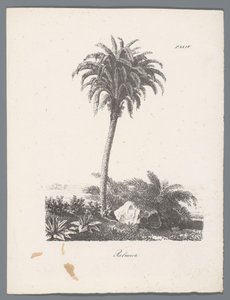 棕榈树 Palmier（物体上的标题） 树木研究（系列名称） Études d