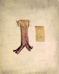 Trachae研究（纸上水彩画） 作者 J·库诺利