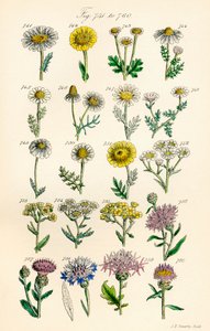 英国野花彩色插图页，源自 J. E. Sowerby 和 C. P. Johnson 的作品