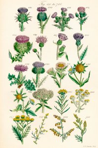 英国野花彩色插图页，源自 J. E. Sowerby 和 C. P. Johnson 的作品