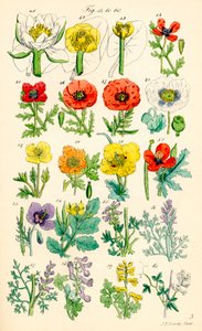 根据 J. E. Sowerby 和 C. P. Johnson 的作品绘制的《英国野花》彩色插图页面