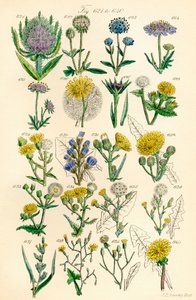 英国野花彩色插图页，源自 J. E. Sowerby 和 C. P. Johnson 的作品