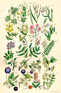 根据 J. E. Sowerby 和 C. P. Johnson 的作品绘制的《英国野花》彩色插图页面