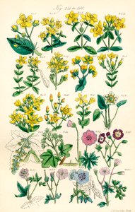 英国野花彩色插图页，源自 J. E. Sowerby 和 C. P. Johnson 的作品