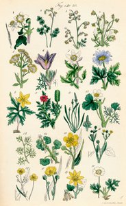 英国野花彩色插图页，源自 J. E. Sowerby 和 C. P. Johnson 的作品