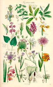 英国野花彩色插图页，源自 J. E. Sowerby 和 C. P. Johnson 的作品