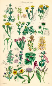 根据 J. E. Sowerby 和 C. P. Johnson 的作品绘制的《英国野花》彩色插图页面