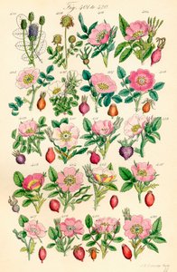 英国野花彩色插图页，源自 J. E. Sowerby 和 C. P. Johnson 的作品