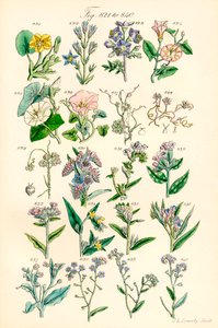 英国野花彩色插图页，源自 J. E. Sowerby 和 C. P. Johnson 的作品