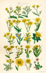 根据 J. E. Sowerby 和 C. P. Johnson 的作品绘制的《英国野花》彩色插图页面