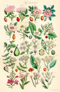 英国野花彩色插图页，源自 J. E. Sowerby 和 C. P. Johnson 的作品