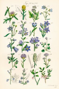 根据 J. E. Sowerby 和 C. P. Johnson 的作品绘制的《英国野花》彩色插图页面