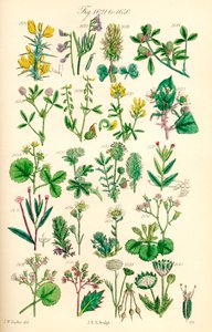 根据 J. E. Sowerby 和 C. P. Johnson 的作品绘制的《英国野花》彩色插图页面