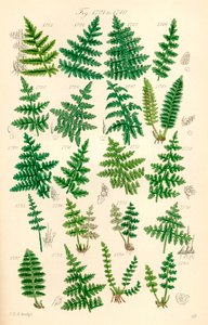 英国野花彩色插图页，源自 J. E. Sowerby 和 C. P. Johnson 的作品