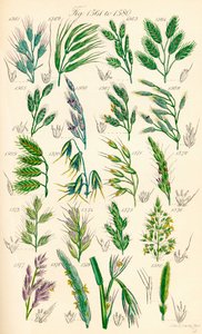 根据 J. E. Sowerby 和 C. P. Johnson 的作品绘制的《英国野花》彩色插图页面