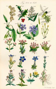 根据 J. E. Sowerby 和 C. P. Johnson 的作品绘制的《英国野花》彩色插图页面