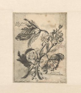 用丝带把花绑在一起 郁金香黄 / Panachée de rouge / Giroflée simple rouge / (...) double violet et blanc（对象上的标题） 作者 J波特雷