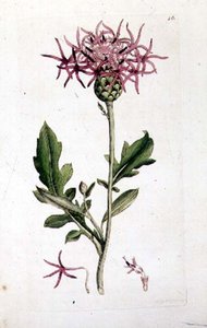 Great Knapweed，来自《英国植物学》一书的出版。1790-1814（手绘版画 作者 J. 和史密斯 JE 索尔比